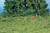 Heki Structural Grass Mat Light Green, 190x300mm