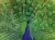 Ravensburger - Peacock 500pc Puzzle