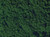 Noch Flock Dark Green 20g