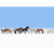 Noch HO Horses
