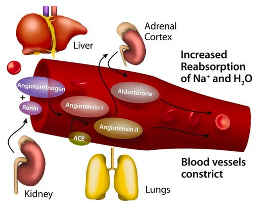 angiotensin ii human (c15-1239-864)