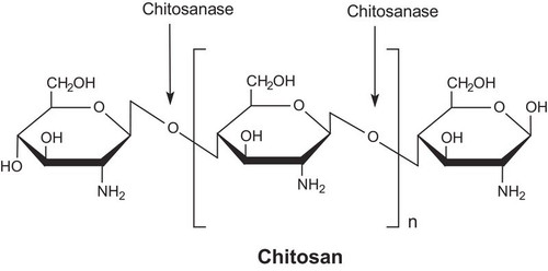 chitosanase from streptomyces sp.