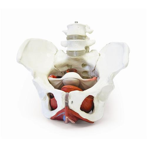 female pelvic skeleton with organs