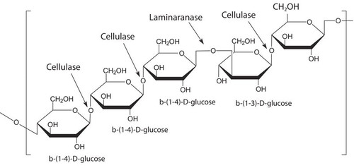 driselase(tm) from basidiomycetes sp. (c15-1284-799)