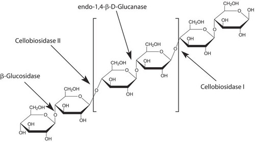 beta-glucosidase from almonds (c15-1289-827)