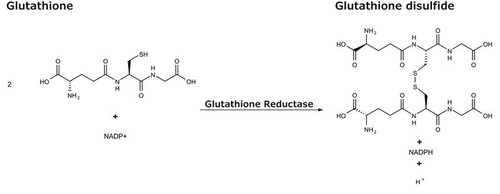 glutathione reductase human