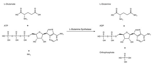 l-glutamine synthetase from escherichia coli
