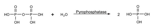 pyrophosphatase, inorganic from escherichia coli