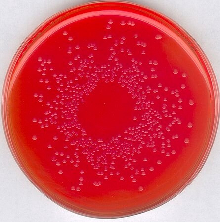 brillant-green phenol-red lactose sucrose agar for microbiology usp