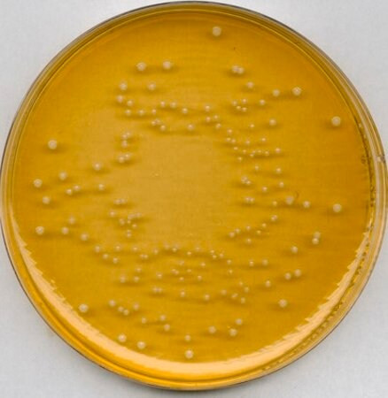 universal beer agar (c15-1295-524)