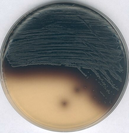 kanamycin esculin azide agar (c15-1295-981)