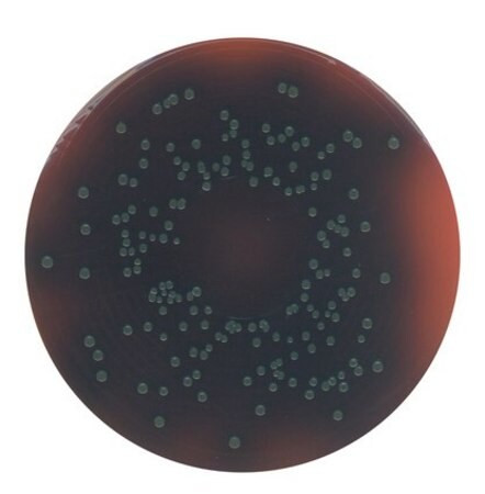 palcam listeria-selective agar (base)