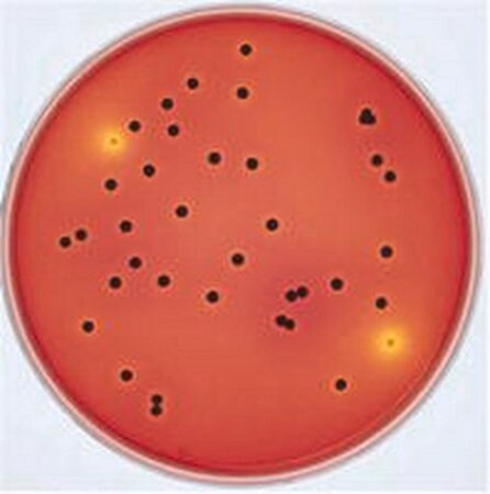 xlt4 agar (base) (c15-1297-019)