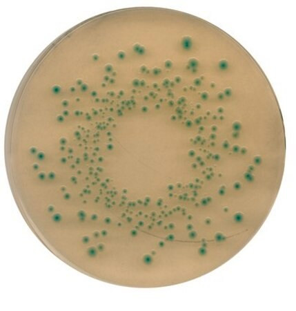 tbx (tryptone bile x-glucuronide) agar (c15-1297-253)