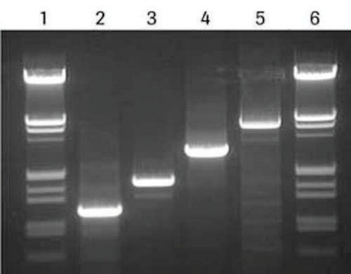 high fidelity pcr master
