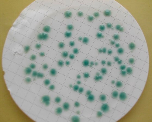 cp chromoselect agar (c15-1297-892)