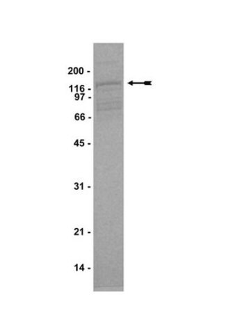 arg protein, active, 10 µg