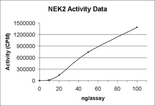 nek2 protein, active, 10 µg