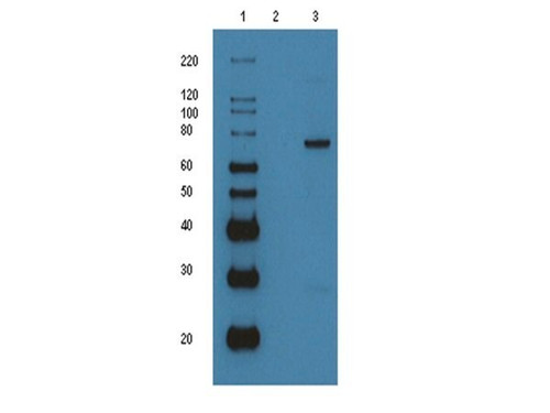 p53-gst (recombinant protein)