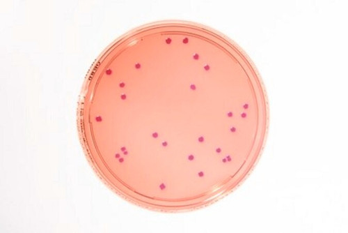 heimplate(tm) vrbd agar