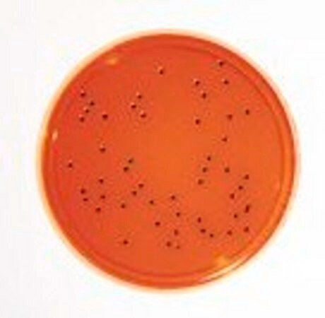 heimplate(tm) xld agar ep + usp