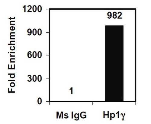 ez-magna chip a/g chromatin immunoprecipitation kit