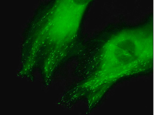 lentibrite eb3-gfp lentiviral biosensor