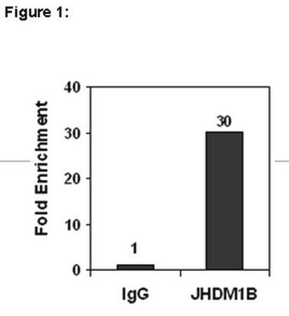 chipab+ jhdm1b antibody