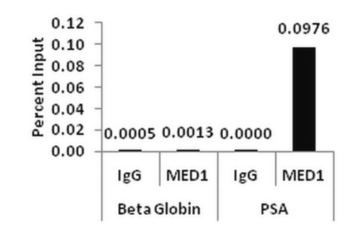 chipab+ med1 antibody - chip validated antibody and primer set