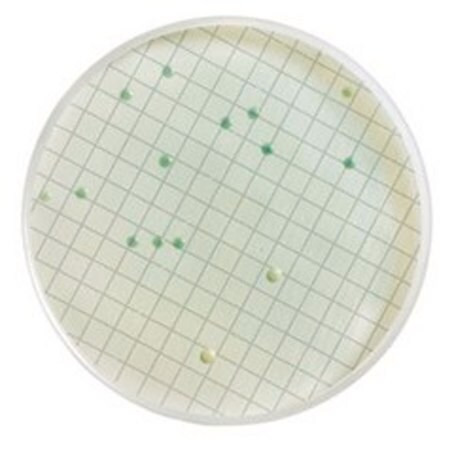 wl differential agar