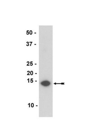 anti-alpha-synuclein antibody, clone syn211 (c15-1303-022)