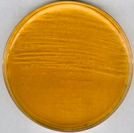 brain heart infusion agar (c15-1307-844)