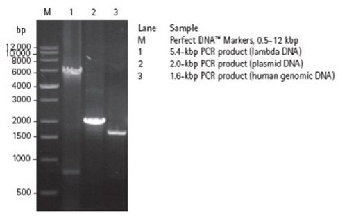 kod dna polymerase (c15-1308-092)
