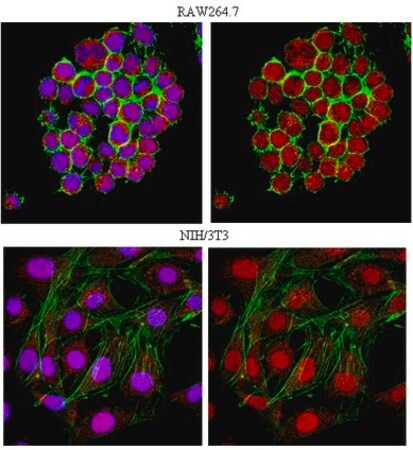 anti-ubiquityl histone h2a.x (lys119) antibody (c15-1315-623)