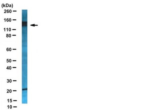 anti-neuropilin-2 antibody (c15-1315-650)