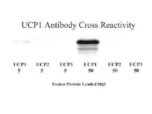 anti-uncoupling protein 1 antibody (c15-1315-708)