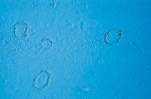 anti-amyloid beta antibody, aa1-14 h beta-amyloid (c15-1315-723)
