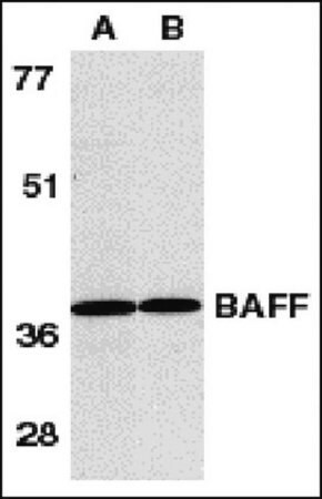 anti-baff antibody, ct (c15-1315-860)