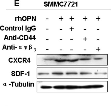anti-stromal cell-derived factor-1alpha antibody (c15-1315-906)