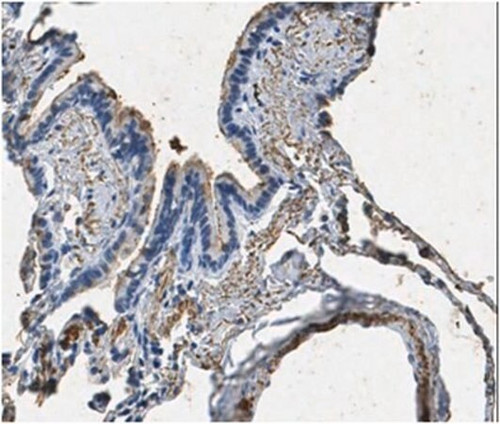 anti-surfactant protein a antibody (c15-1316-068)