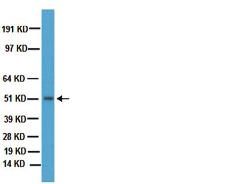 anti-dopamine d2 receptor antibody (c15-1316-181)