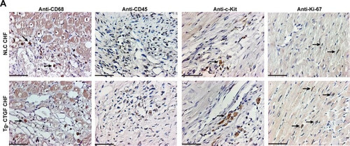 anti-ki-67 antibody (c15-1316-484)