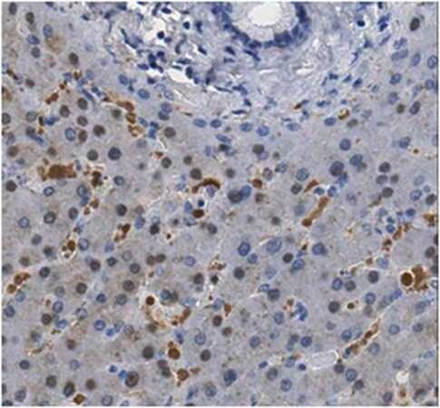 anti-dihydropyrimidine dehydrogenase/dpyd antibody (c15-1316-719)