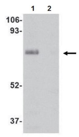 anti-limp ii antibody (c15-1316-753)