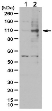 anti-phospho sirt1 (ser682) antibody (c15-1316-911)