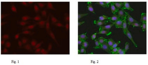 anti-tif1-alpha antibody (c15-1317-158)