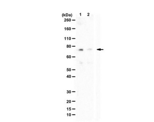 anti-phospho aep (ser226) (c15-1317-507)