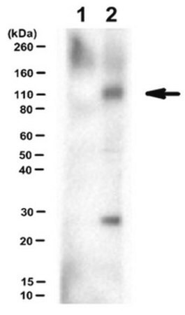 anti-phospho-neph1 (tyr637/638) antibody (c15-1317-720)