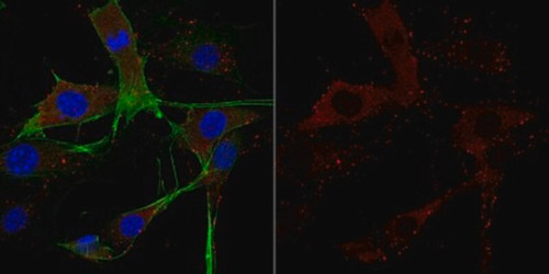 anti-cofilin-1 antibody (c15-1318-001)