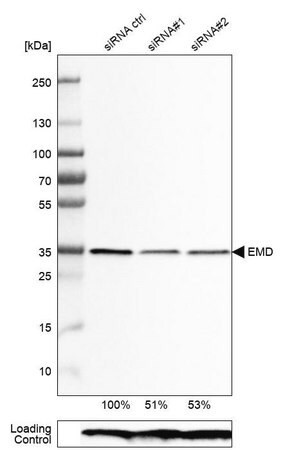 monoclonal anti-emd antibody produced in mouse (c15-1318-455)